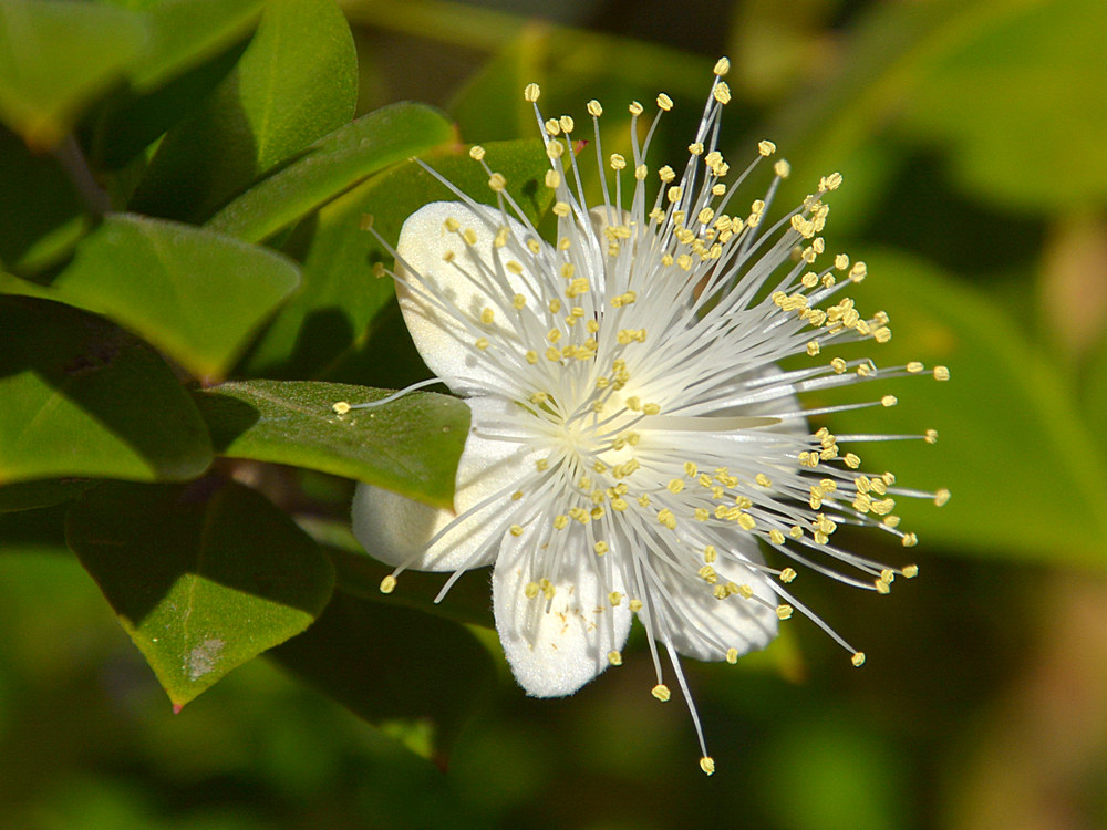 WhiteFlower.jpg