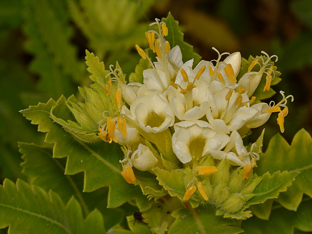 WhiteFlower.jpg