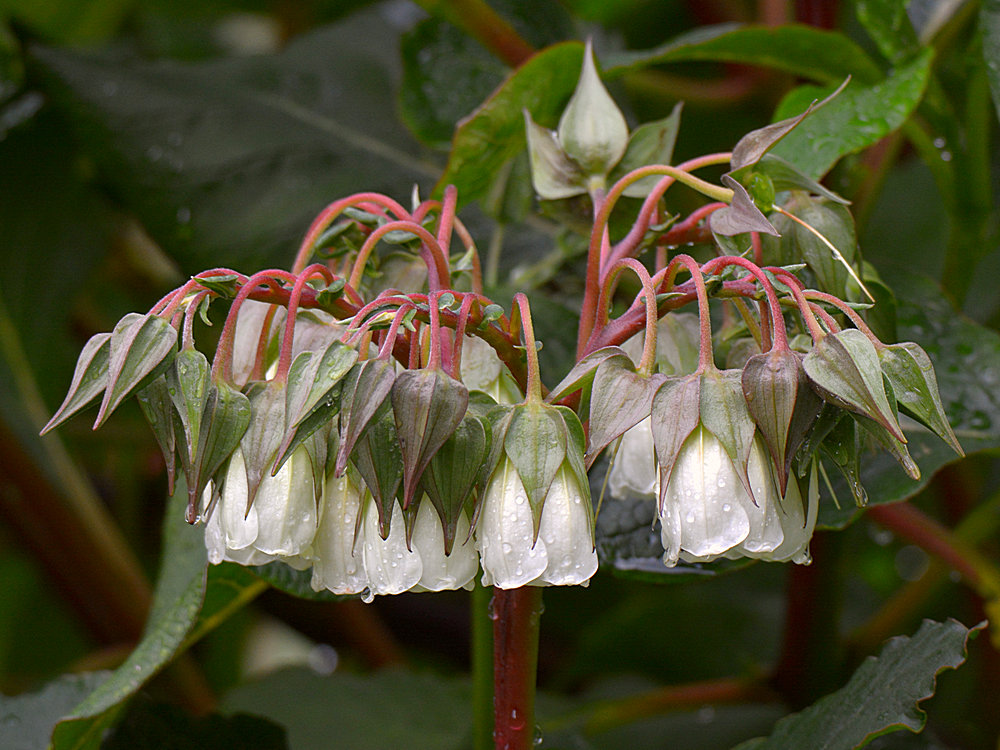 WhiteFlower.jpg