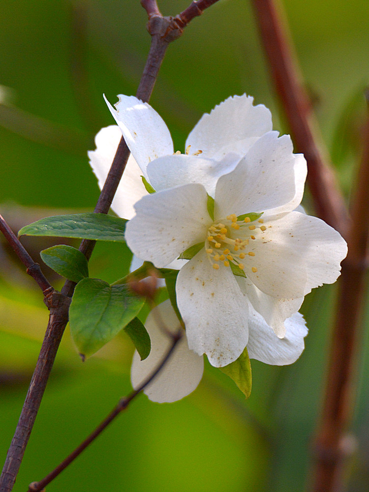 WhiteFlower.jpg
