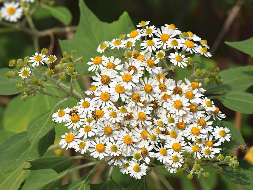 WhiteFlower.jpg