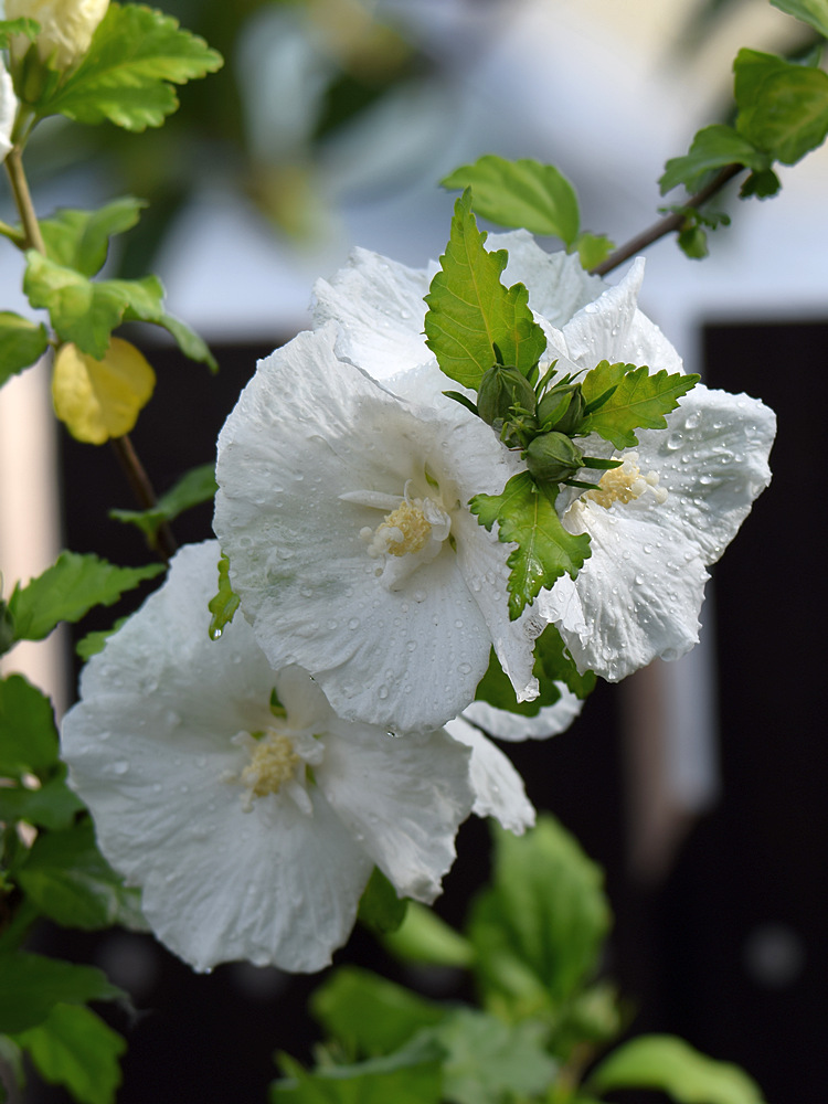 WhiteFlower.jpg