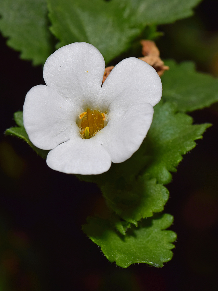 WhiteFlower.jpg