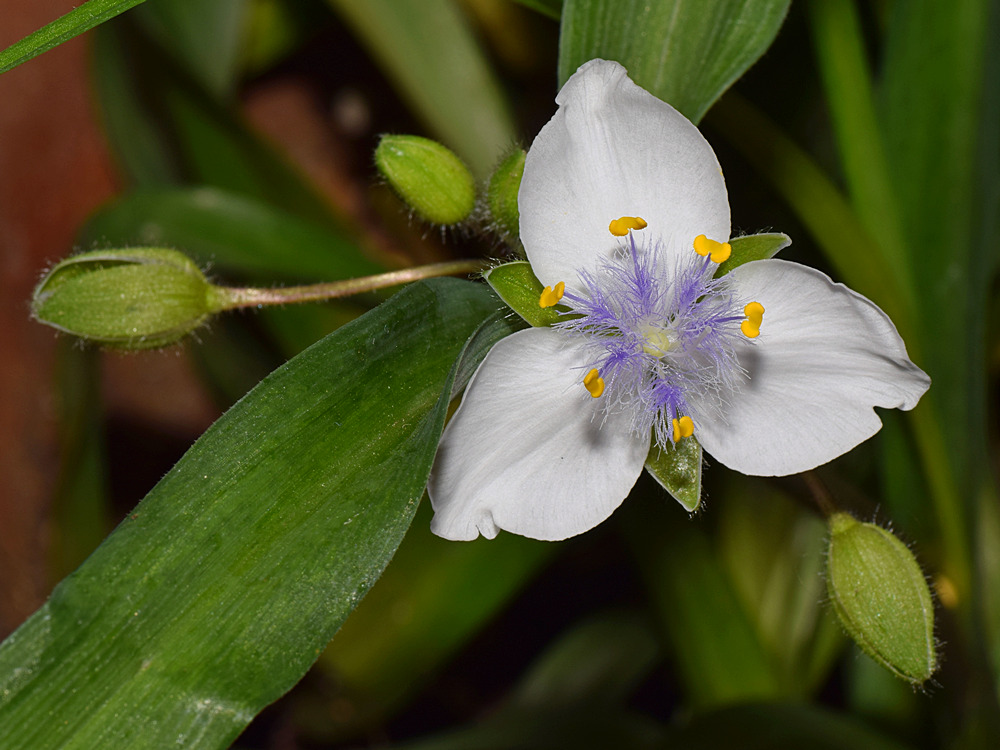 WhiteFlower.jpg