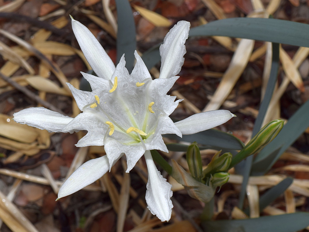 WhiteFlower.jpg
