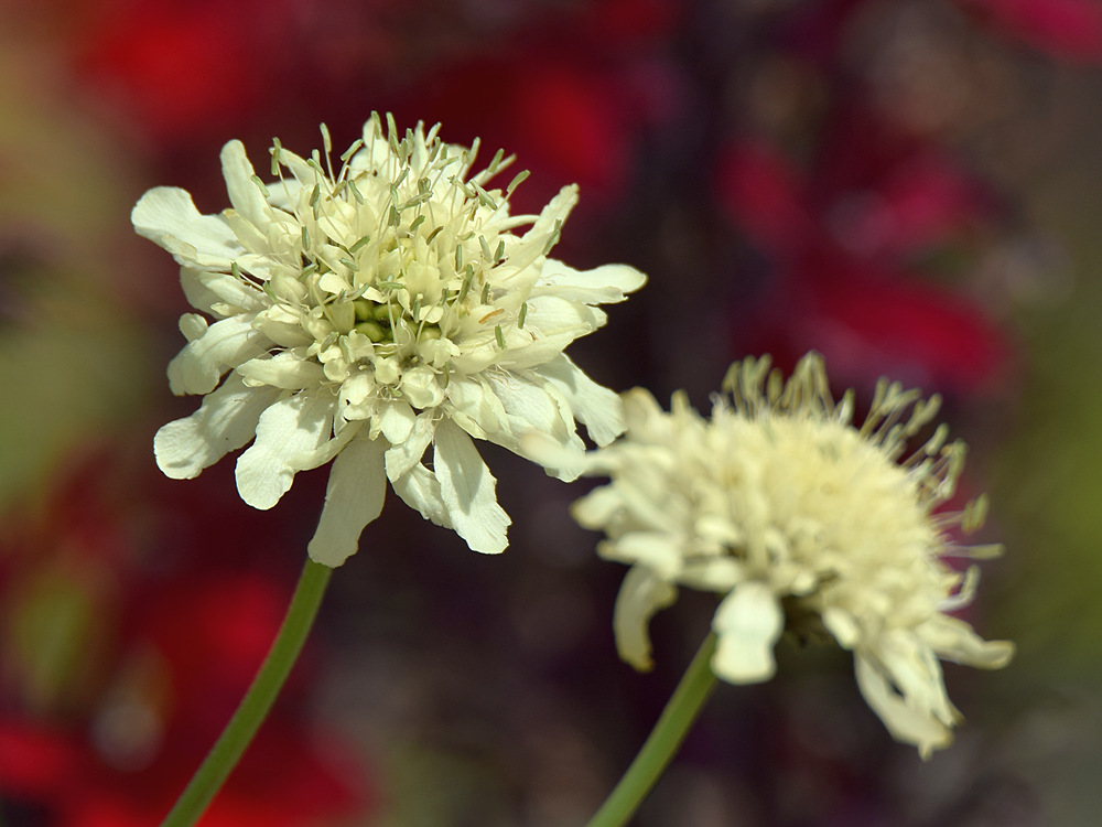 WhiteFlower.jpg