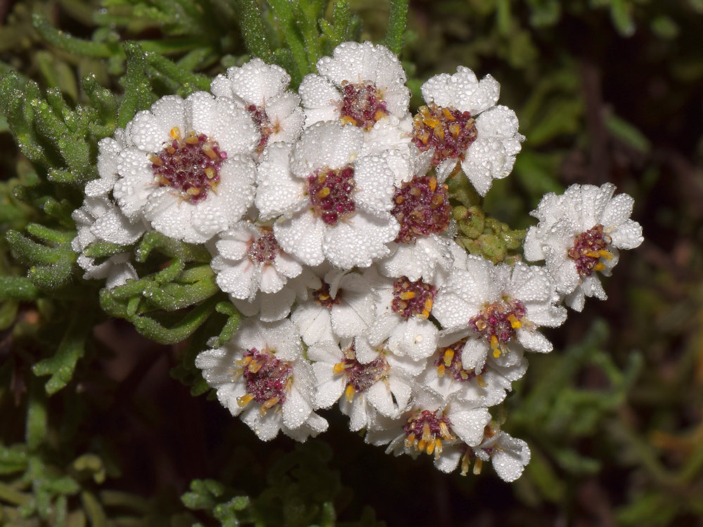 WhiteFlower.jpg