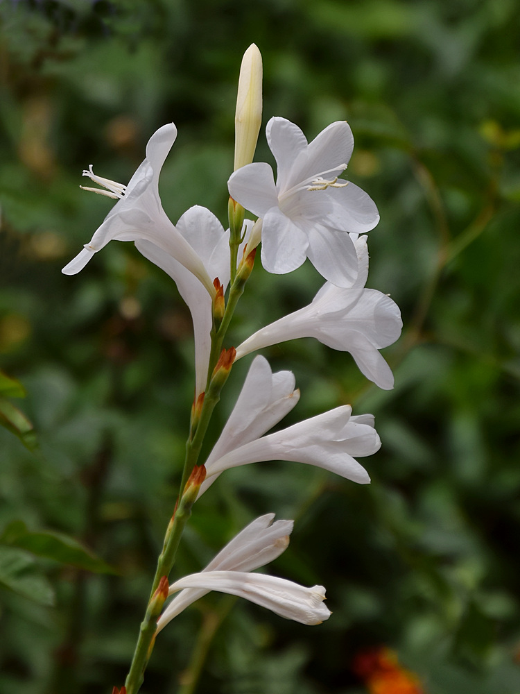 WhiteFlower.jpg