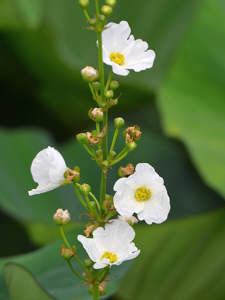 WhiteFlower.jpg