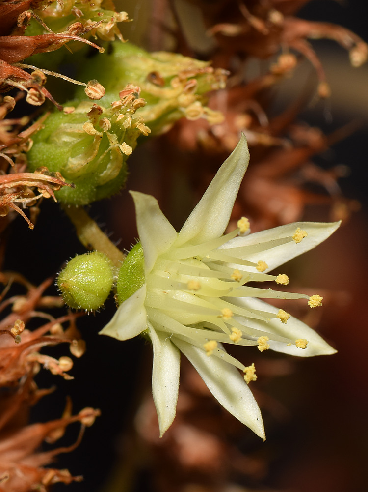 WhiteFlower.jpg