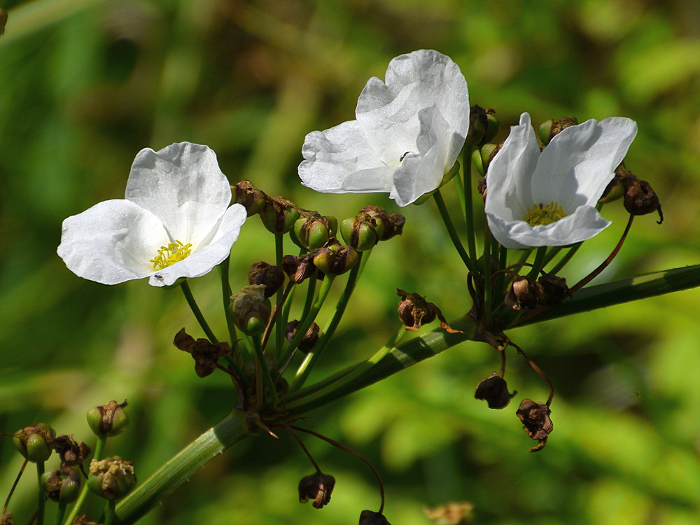 WhiteFlower.jpg