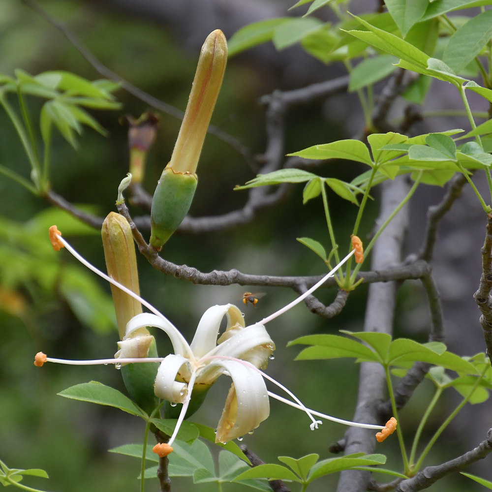 WhiteFlower.jpg