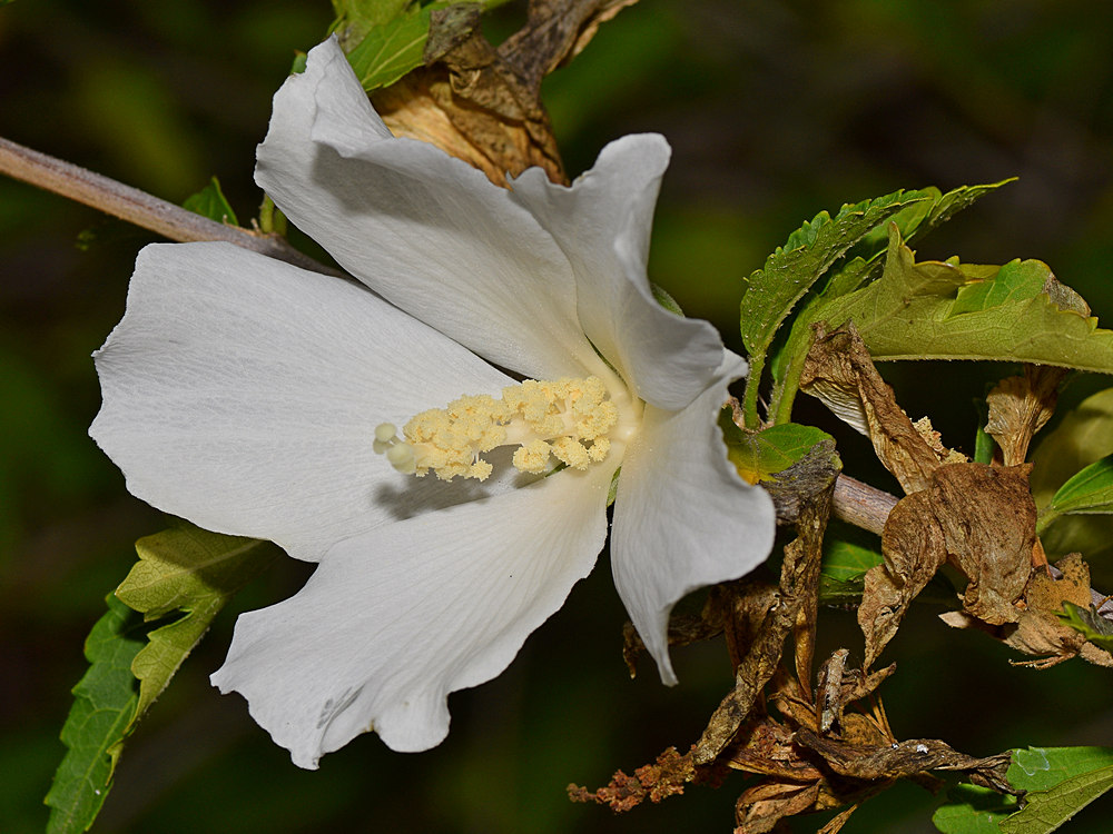WhiteFlower.jpg
