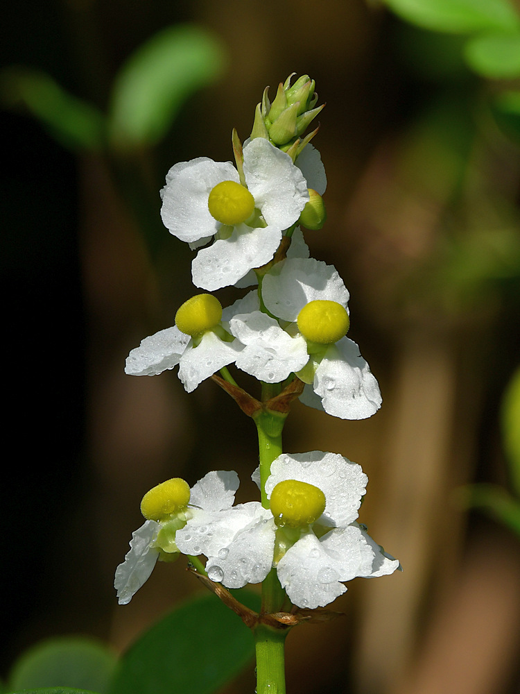 WhiteFlower.jpg