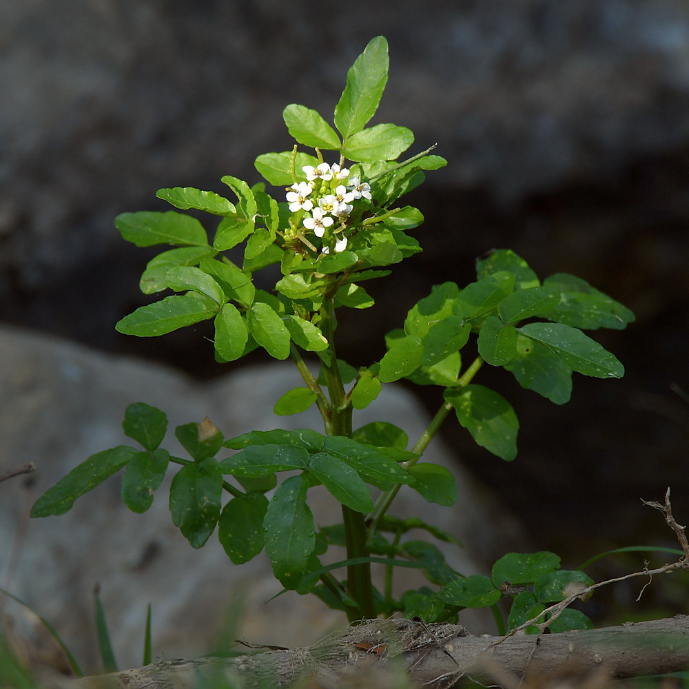 WhiteFlower.jpg