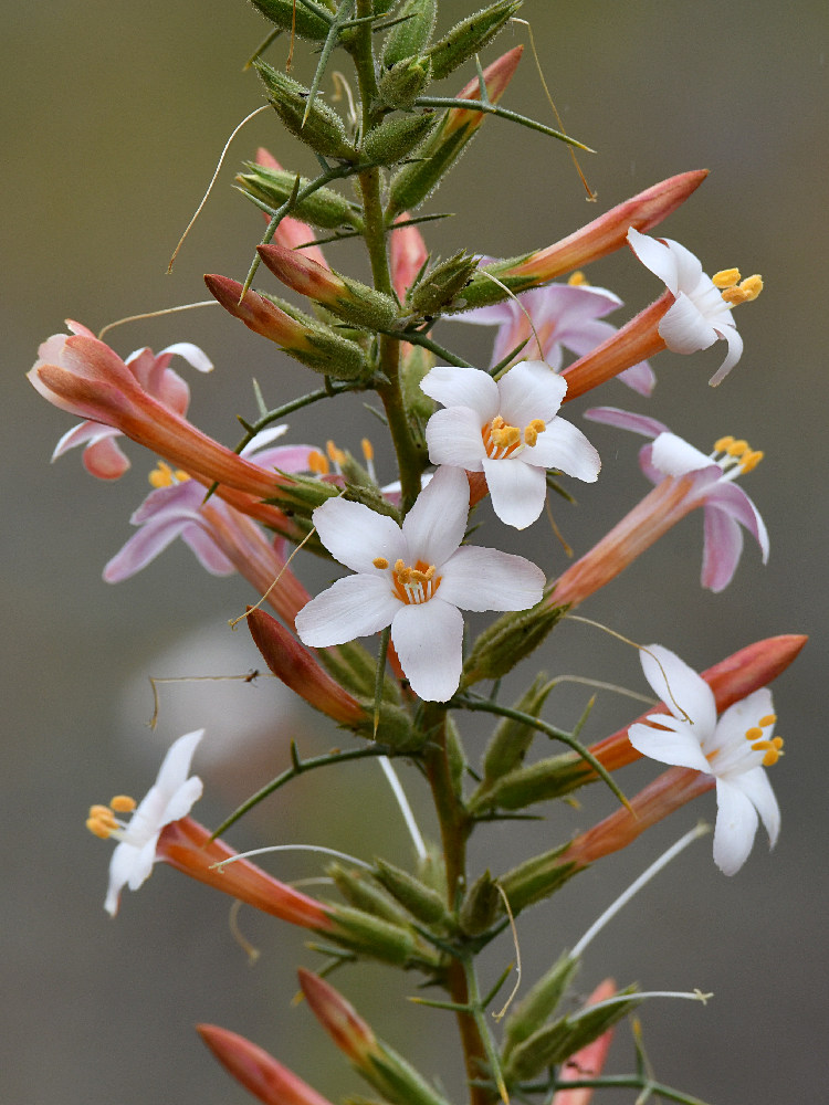 WhiteFlower.jpg