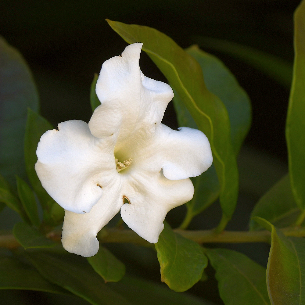 WhiteFlower.jpg