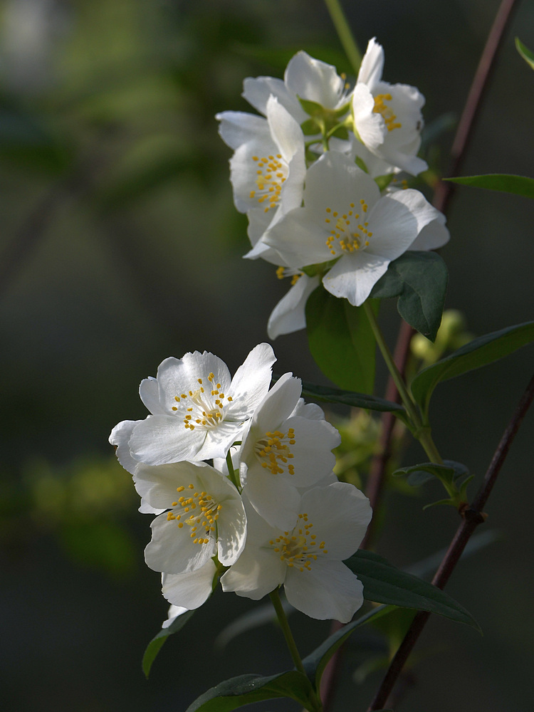 WhiteFlower.jpg