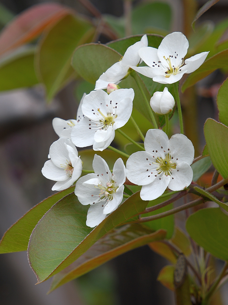 WhiteFlower.jpg
