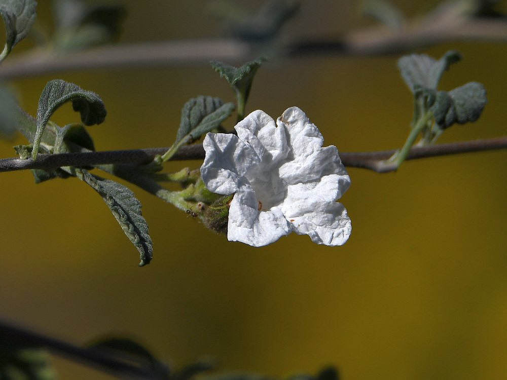 WhiteFlower.jpg