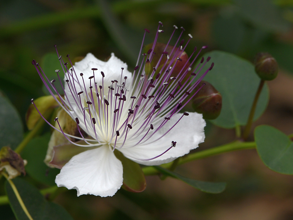 WhiteFlower.jpg