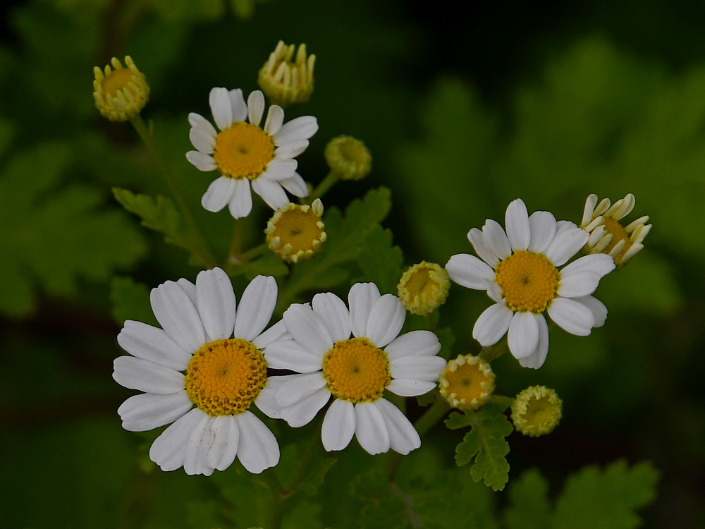 WhiteFlower.jpg