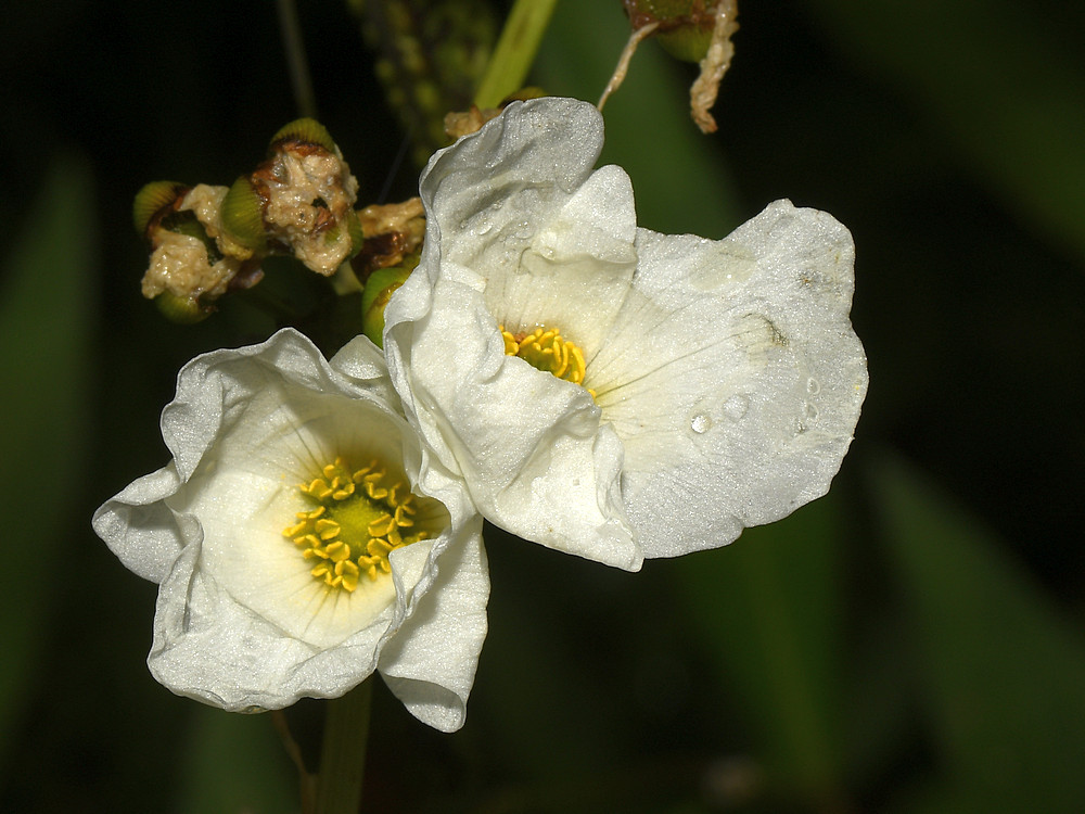 WhiteFlower.jpg