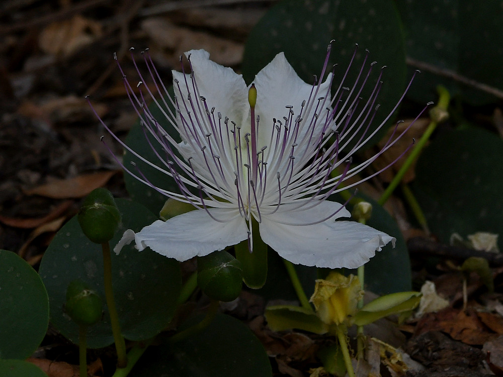 WhiteFlower.jpg