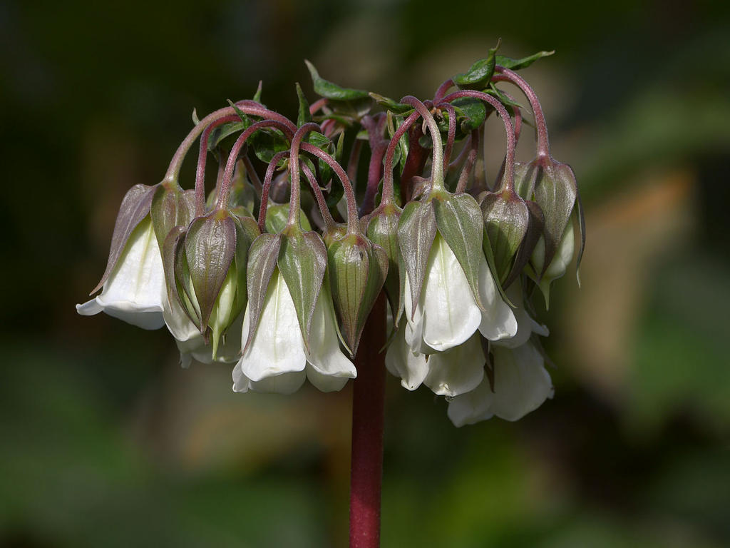 WhiteFlower.jpg