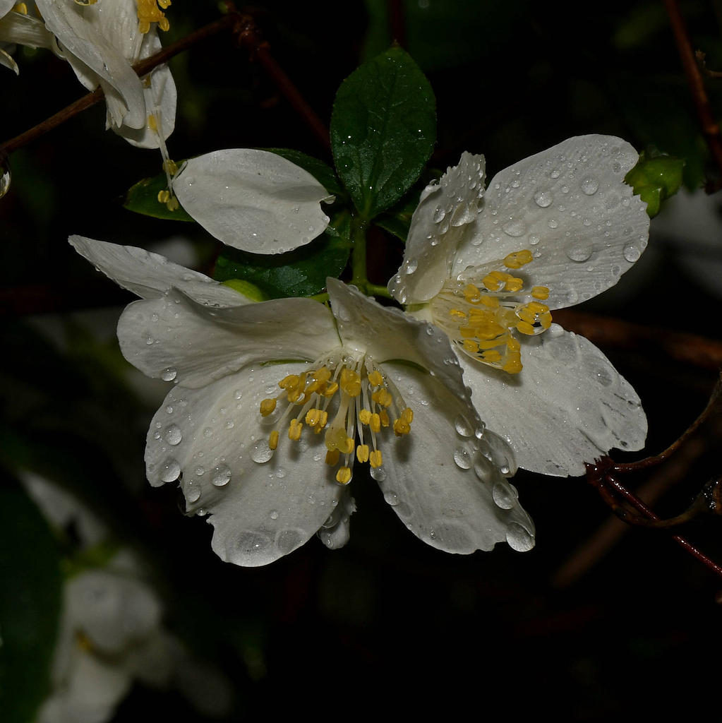 WhiteFlower.jpg