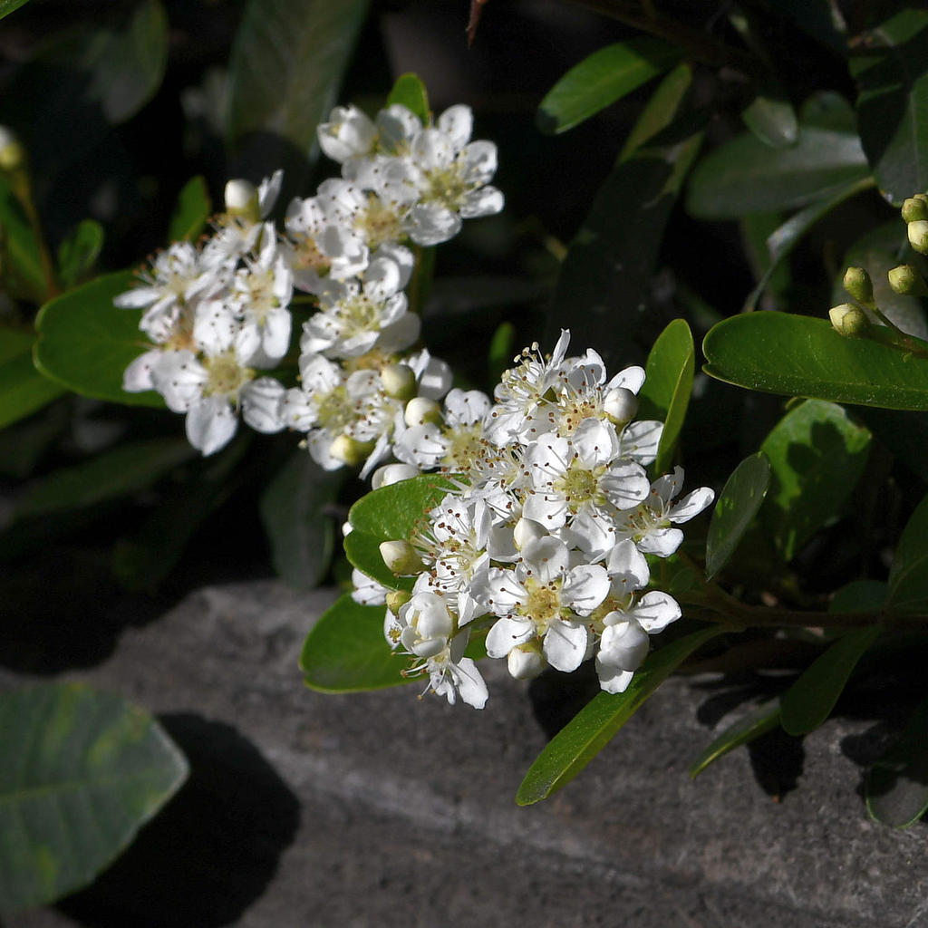 WhiteFlower.jpg
