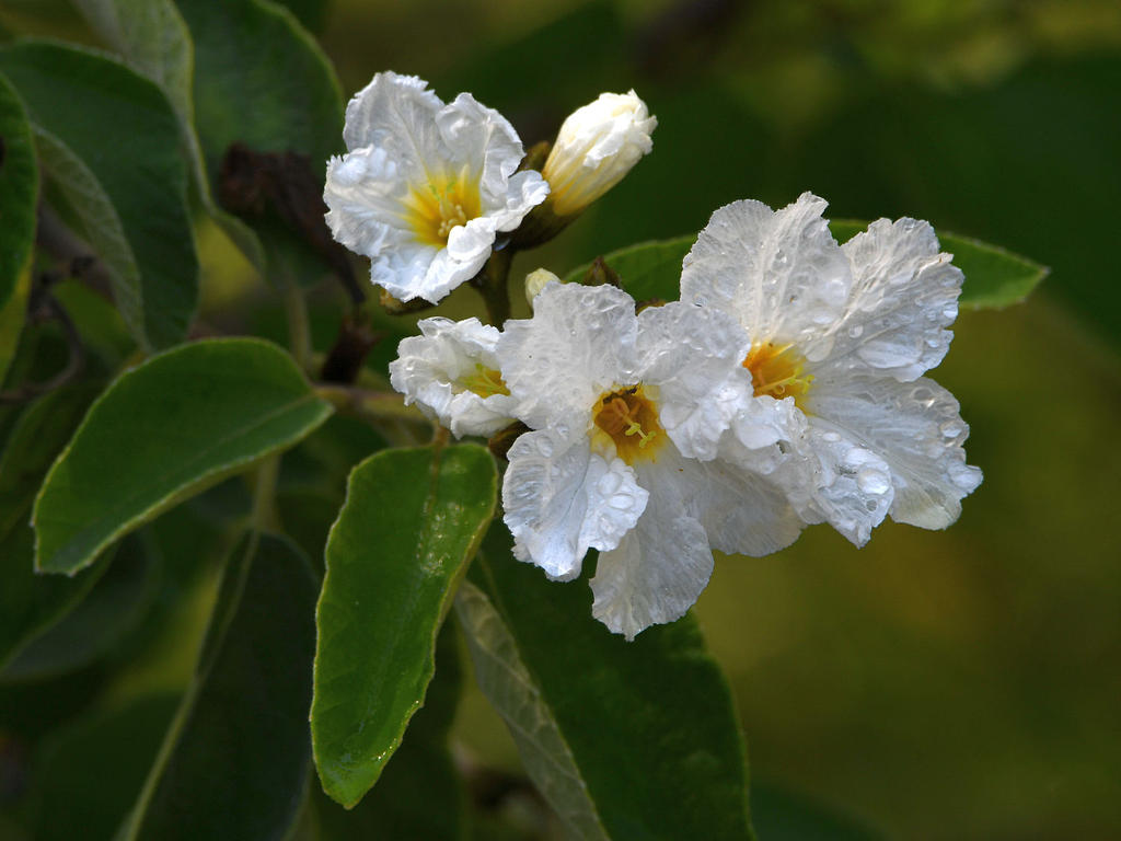 WhiteFlower.jpg
