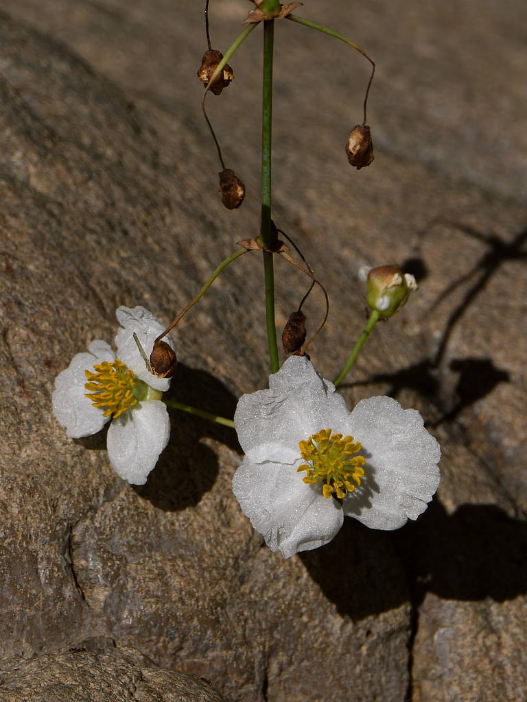WhiteFlower.jpg