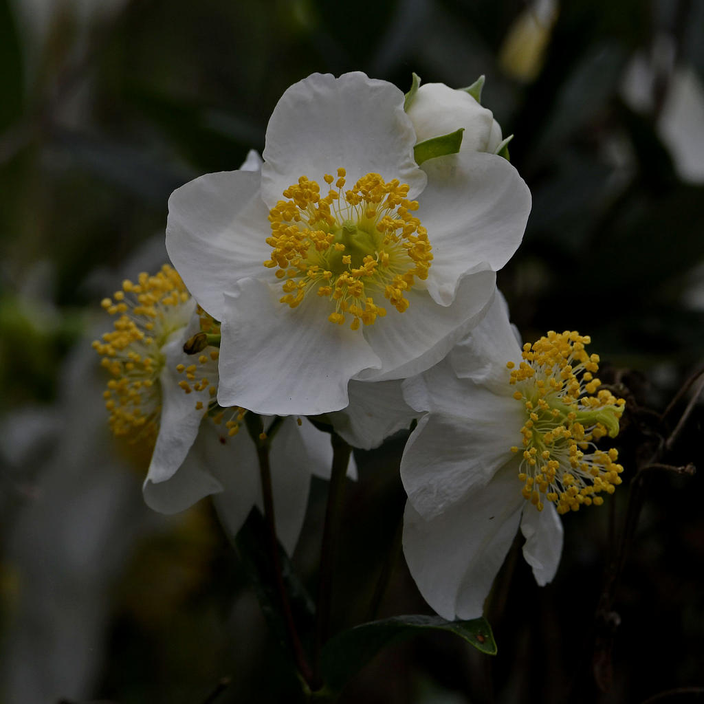 WhiteFlower.jpg