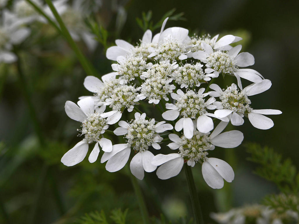 WhiteFlower.jpg