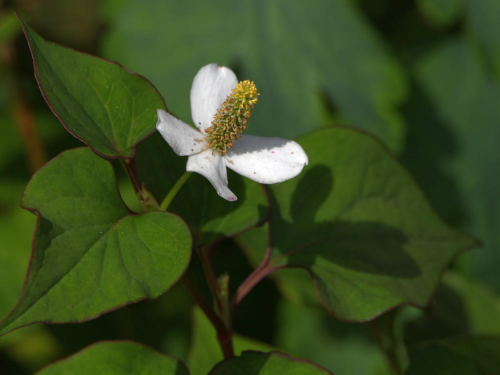 WhiteFlower.jpg