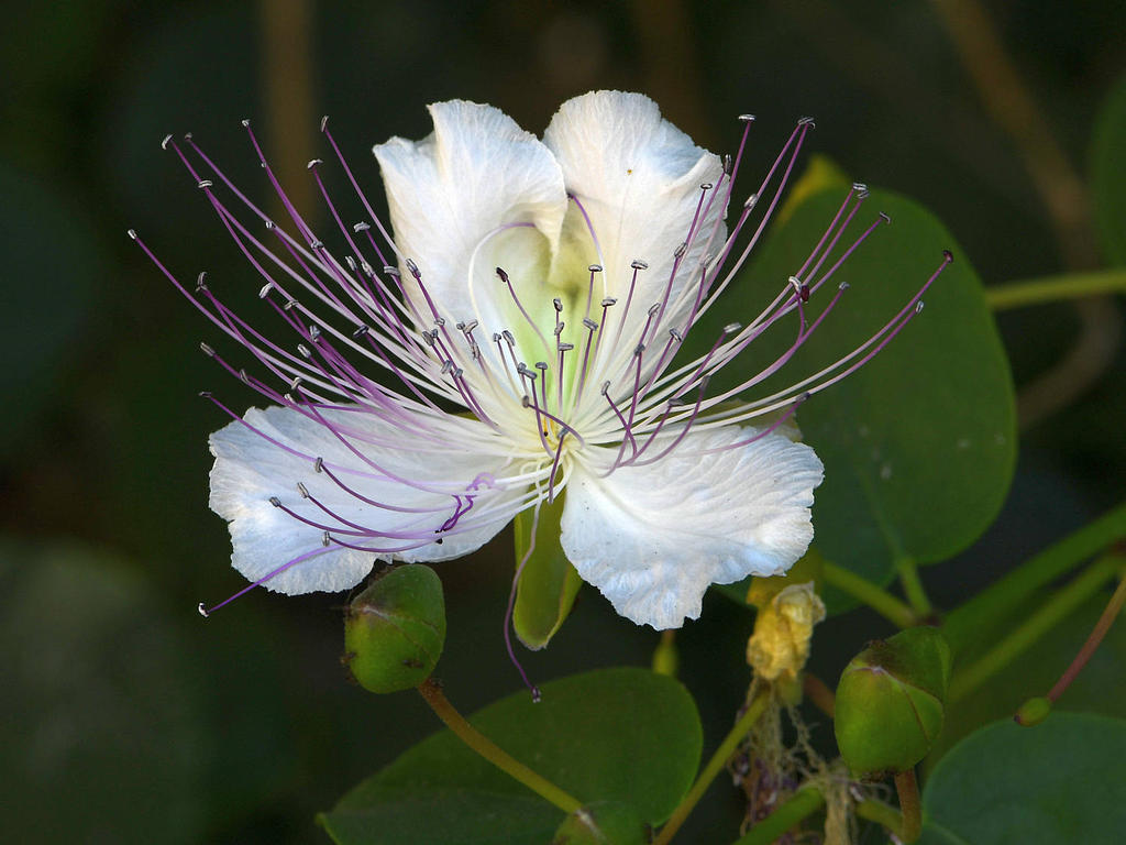 WhiteFlower.jpg