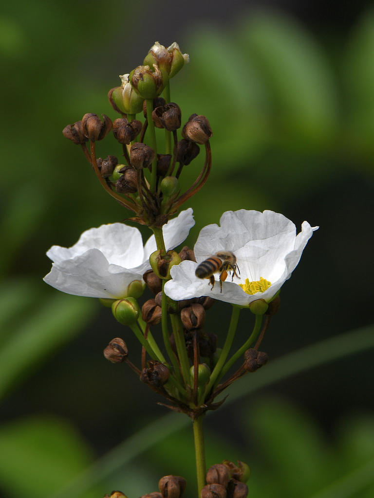WhiteFlower.jpg