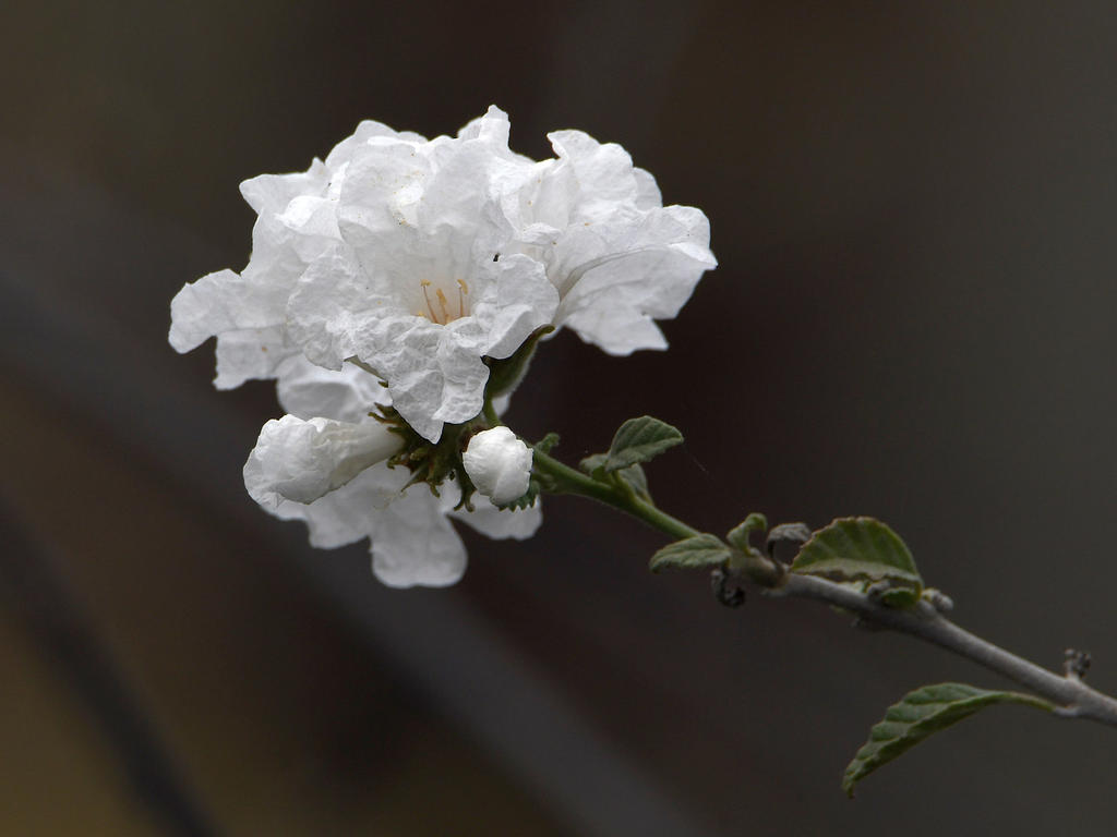 WhiteFlower.jpg