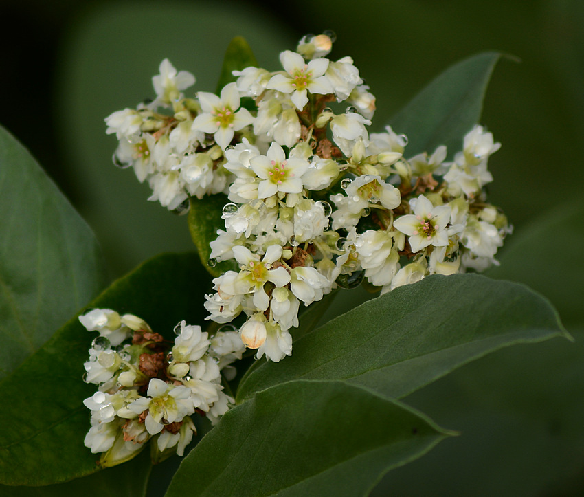 WhiteFlower.jpg