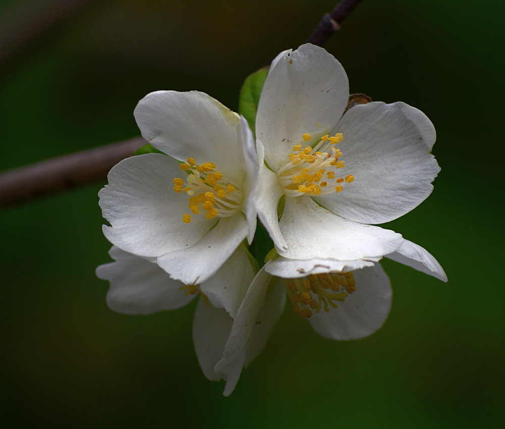 WhiteFlower.jpg