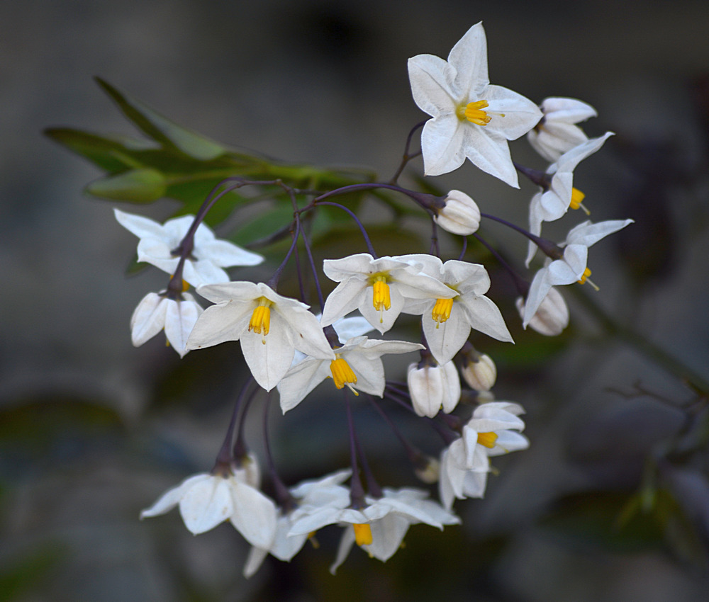 WhiteFlower.jpg