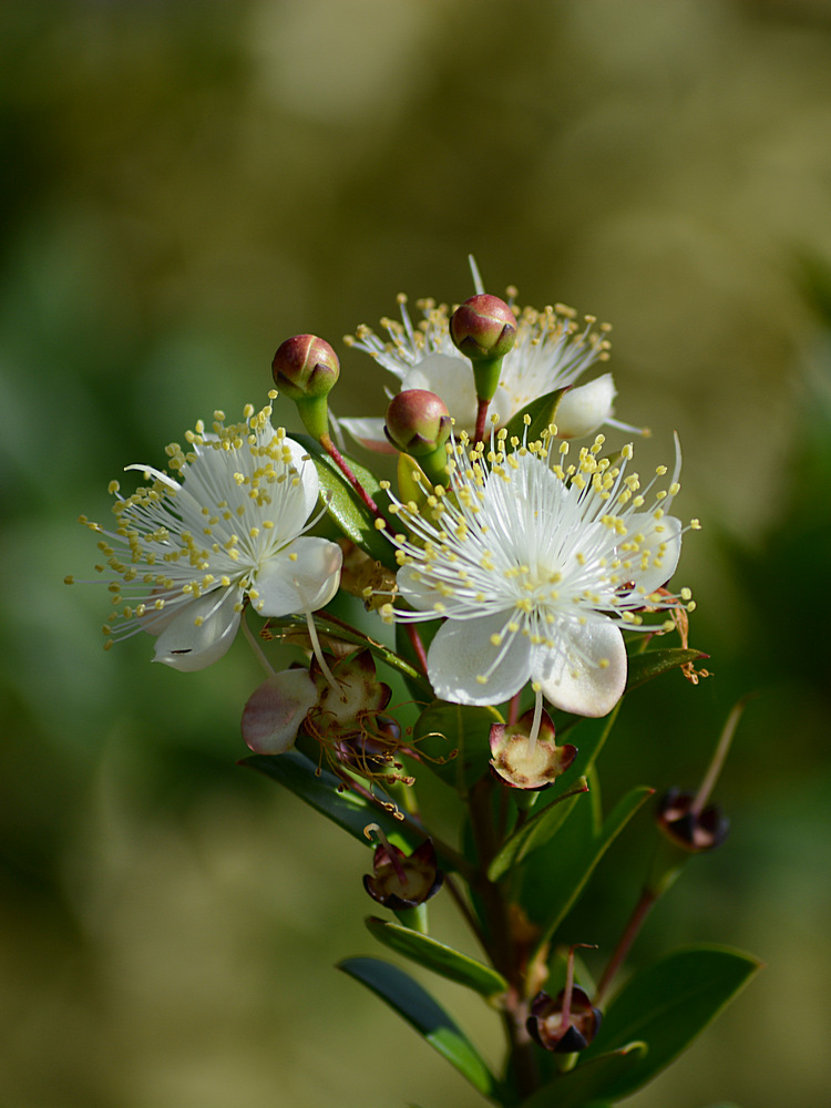 WhiteFlower.jpg
