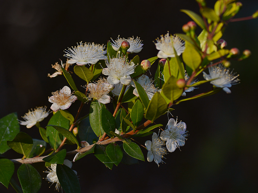 WhiteFlower.jpg