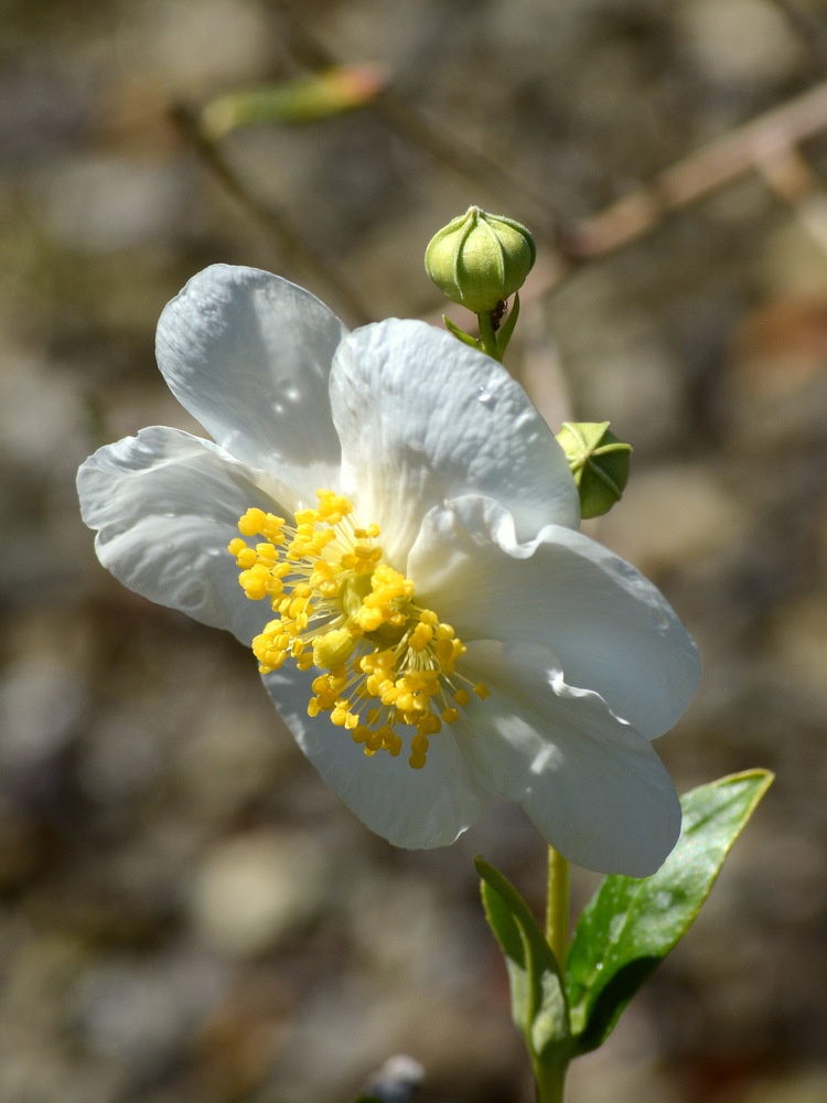 WhiteFlower.jpg