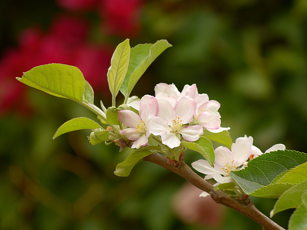 WhiteFlower.jpg