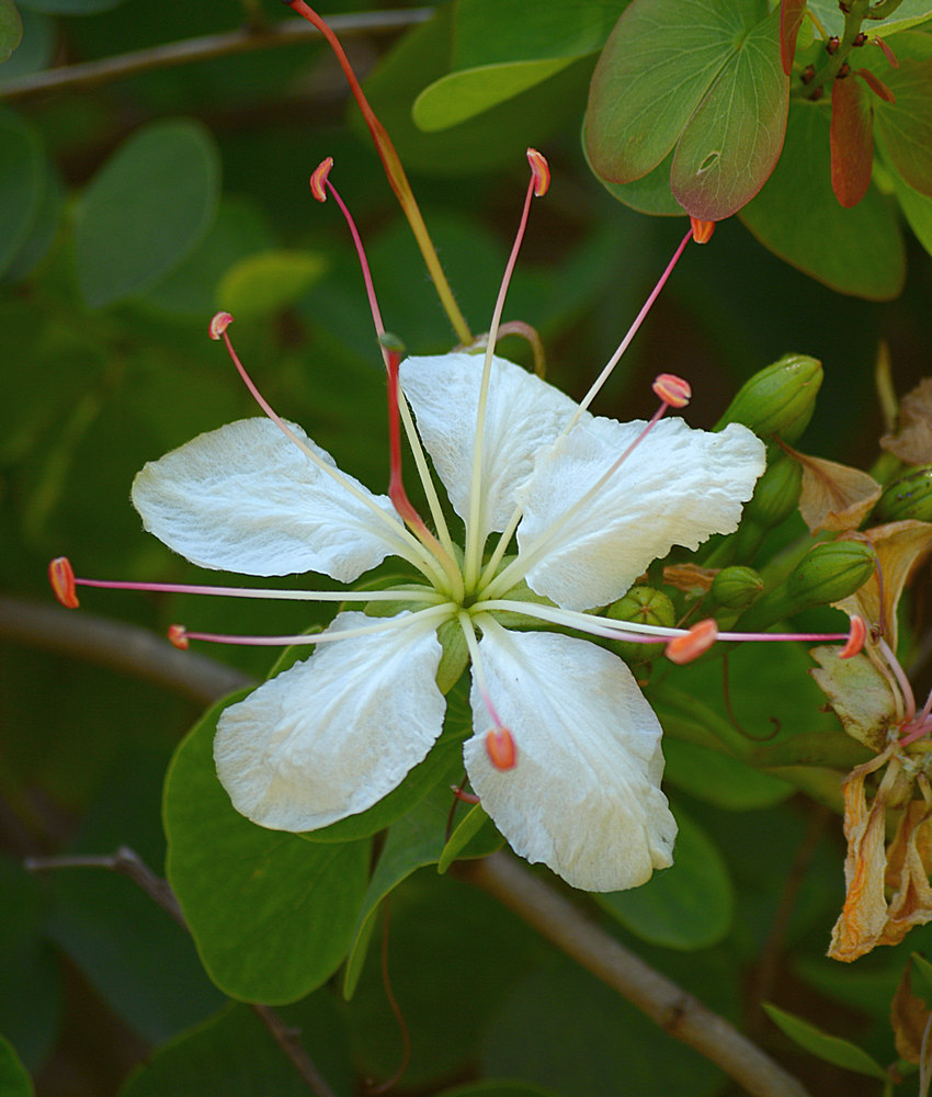 WhiteFlower.jpg
