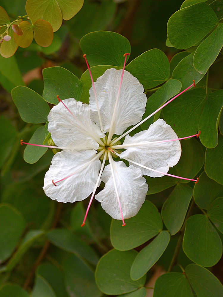 WhiteFlower2.jpg