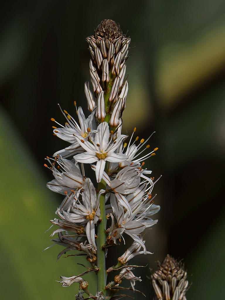 WhiteFlower2.jpg