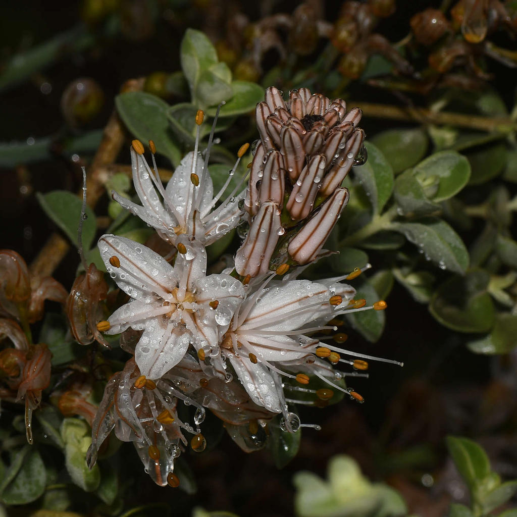 WhiteFlower2.jpg